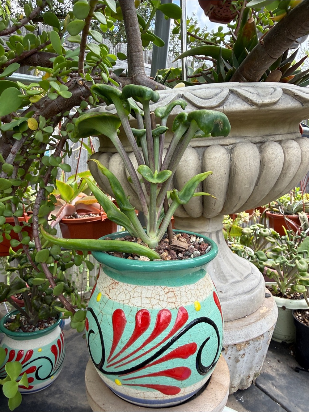 Extremely Rare & Exotic Live Succulent Plant in pot “Kalanchoe Angel Trumpet”